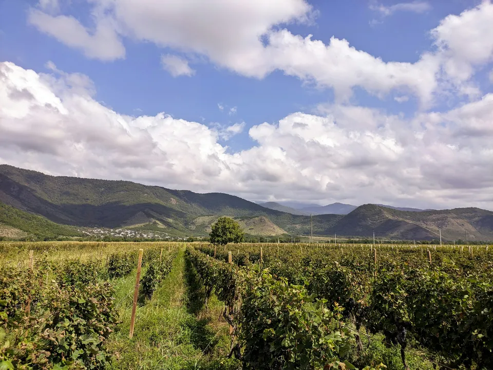 Kakheti vineyard (Shakriani) (illustrative photo)
