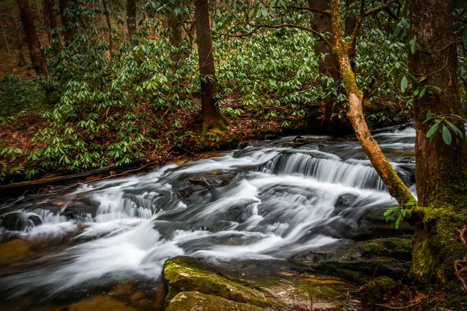 forest stream (place not stated by the author) (illustrative photo)