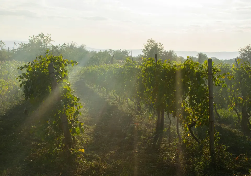 Georgian vineyard (place not stated by the author) (illustrative photo)